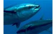 Pew Calls for Strong, Immediate Action to Protect Tuna, Sharks