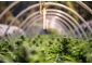 Gas Sensing for Optimal Marijuana Medical Use Crop Growth