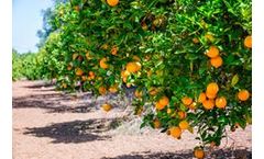 Mineral Oxychloride to rescue citrus market in Florida