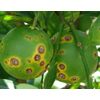 Chemical for Controlling Citrus Cankers