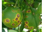 Jenfitch - Chemical for Controlling Citrus Cankers