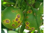 Chemical for Controlling Citrus Cankers