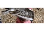 Bird Survey and Ornithological Advice