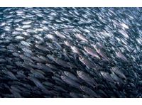 Bioprotect - Screening, Fish & Jellyfish Services