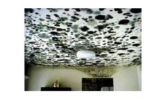 Mold & Bacteria Services
