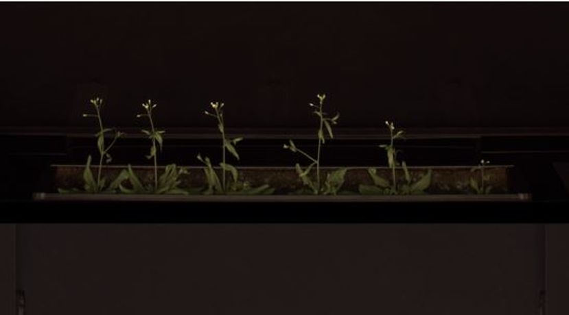 Combined Root- and Shoot-Phenotyping   System - Combined Root- and Shoot-Phenotyping   System