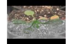 Hight Throughput small plant Phenomics Video