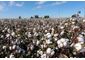 Farming Cotton In A Water-Scarce World