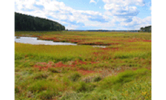 Tidal Marshes protect aquatic ecosystems and store carbon