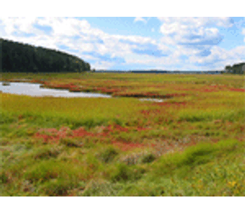 Tidal Marshes protect aquatic ecosystems and store carbon