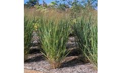 Yield projections for Switchgrass as a Biofuel Crop