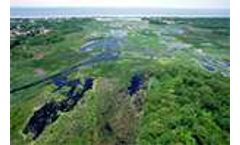 Restoring coastal wetlands? check the soil