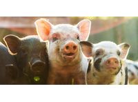 GoodWheat - Animal Feed Ingredients