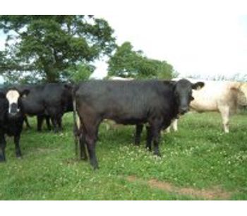 Livestock Management Services