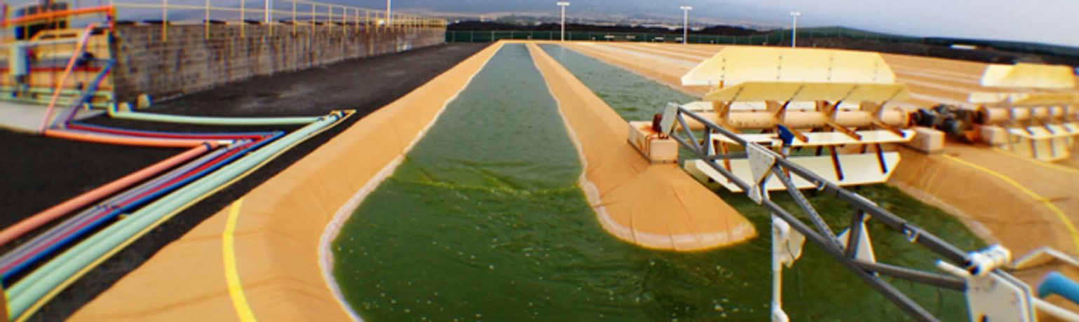ReNew - Microalgae Feedstock for Omega-3 EPA and DHA Oils and Biofuel