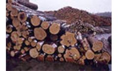 Russia plans timber tracking to control illegal logging