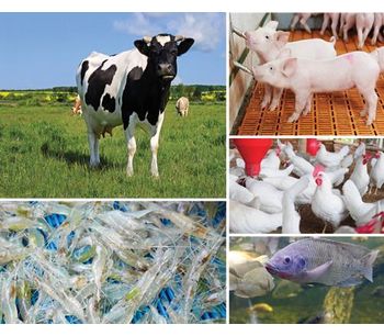 Direct Fed Microbials - Agriculture - Livestock