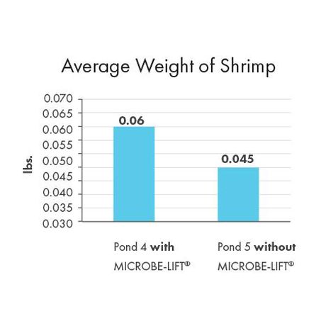 MICROBE-LIFT® Technology Increases Yield & Size of Shrimp on the Gulf Coast in MI   -  AQUACULTURE-3