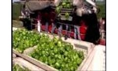 Pik Rite Pepper Harvester Video