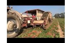 2017 Tomato Harvest - Video