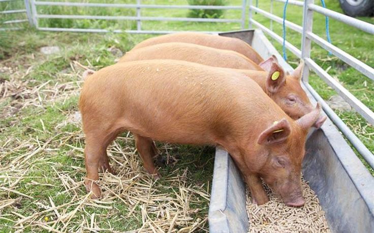 Feed Pellets Application for Pig Breeding - Agriculture - Livestock