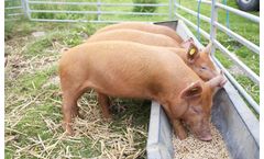 Feed Pellets Application for Pig Breeding