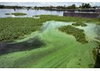 Toxic Blue-Green Algae Treatment
