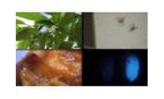 Oxitec tackles the Mediterranean fruit fly pest Video