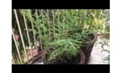 CALCLEAR test on pot plants - Video