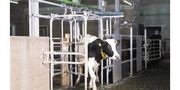 Automatic Dairy Cow Sorting System
