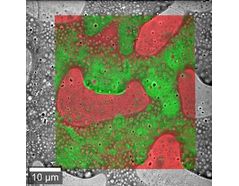 Witec RISE Raman SEM Correlative Raman Imaging And Scanning Electron ...