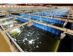 Siberia’s hatchery for the largest river fish gene pool