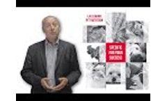 Introduction to Lallemand Pet Nutrition activity by C. Roques Video