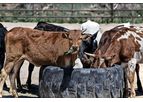 Livestock Policies Service
