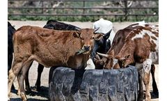 Livestock Policies Service