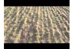DR40AL Oklahoma Wheat Side Dress - Video