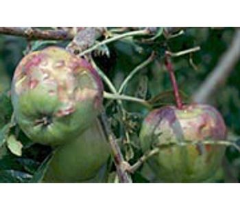 Assured Products - Hail Risk in Pomaceous Fruit