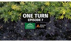 One Turn Episode 7 We`re harvesting the Rimol Greenhouses. The plants then go into the dry/cure. - Video