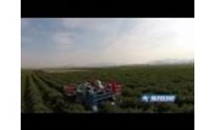 Blueline Berry Harvester Video