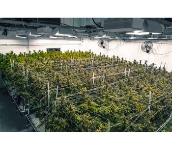 Coolmerchant - Greenhouses Cannabis