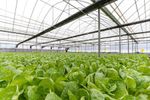 Coolmerchant - Greenhouse Watering System