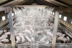 Coolmerchant - Misting Systems for Animal Farms