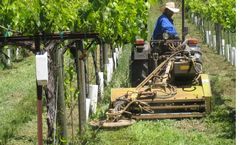 Mowers & Cultivators for Vineyards, Orchards & Wildlife Plots
