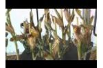 Calmer Corn Heads Owner Makes Huge Impact Video