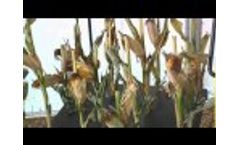 Calmer Corn Heads Owner Makes Huge Impact Video