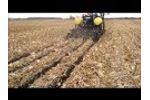 ZRX+PLURIBUS in corn stalks - Video