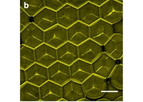 Cells Using 3D Bioprinting Traps