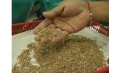 Goldin Seeds Cleaning And Grading Plant - Video