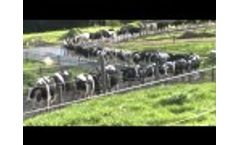 The Impact of Innovation on the Australian Dairy Industry Video