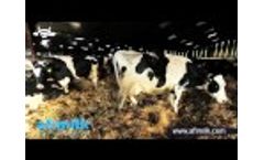 Afimilk Cow Monitoring (Neck Tag) Testimonial - Rectory Farm, UK Video